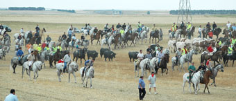 La manada es conducida con tranquilidad por los caballistas en el encierro de ayer