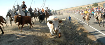 Un buey cruza la cuneta justo delante del fotÃ³grafo en el primer encierro de las fiestas de Olmedo