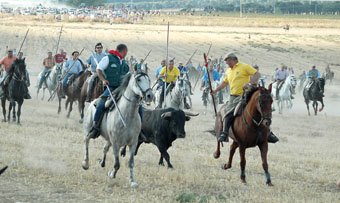Dos caballistas 'arrean' al toro dÃ­scolo a lo largo del Mirador del Hontanar