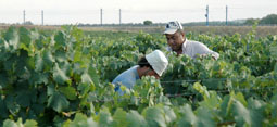 Dos vendimiadores trabajan entre las cepas de un viñedo de la Denominación de Origen Rueda